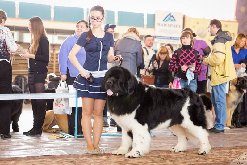 Фото: ньюфаундленд Super Bizon Zlatogor (Супер Бизон Златогор)