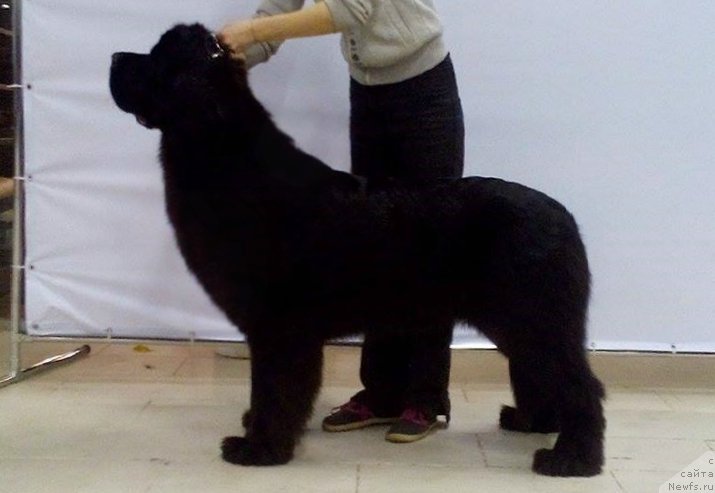 Фото: ньюфаундленд Chernaya Mafia Magic Touch (Черная Мафия Магик Тоуч)