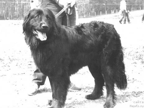 Фото: ньюфаундленд Layma Skizan (Лайма Скизан)