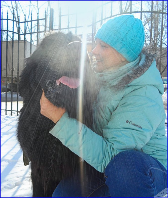 Фото: ньюфаундленд N'yufort CHernyiy SHokolad (Ньюфорт Черный Шоколад), Lena Zyirina (Лена Зырина)