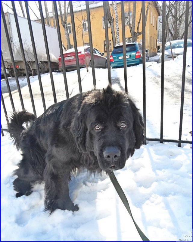 Фото: ньюфаундленд N'yufort CHernyiy SHokolad (Ньюфорт Черный Шоколад), Lena Zyirina (Лена Зырина)