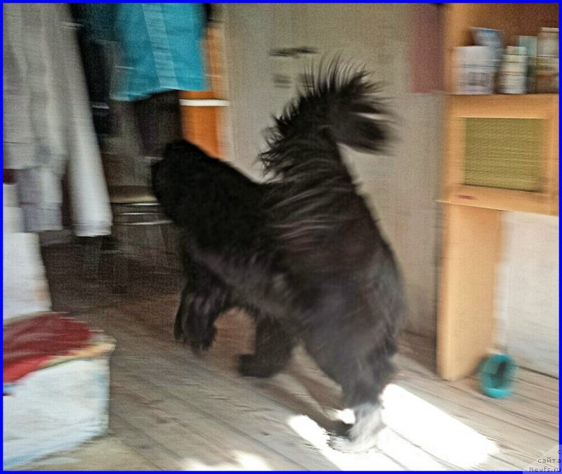 Фото: ньюфаундленд N'yufort CHernyiy SHokolad (Ньюфорт Черный Шоколад)