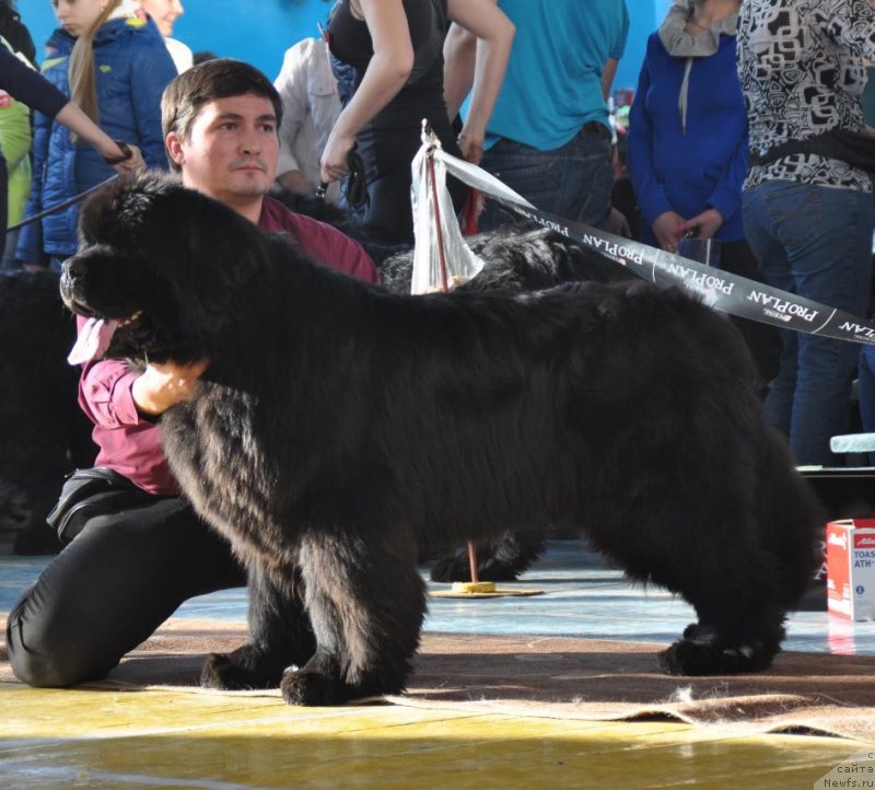 Фото: ньюфаундленд Super Premium Oniks (Супер Премиум Оникс)