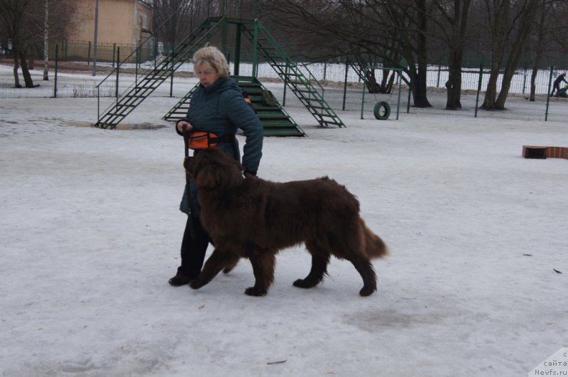 Фото: Natal'ya Smazchikova (Наталья Смазчикова), ньюфаундленд Feerichnaja Fortunatussi s Berega Dona (Фееричная Фортунатусси с Берега Дона)