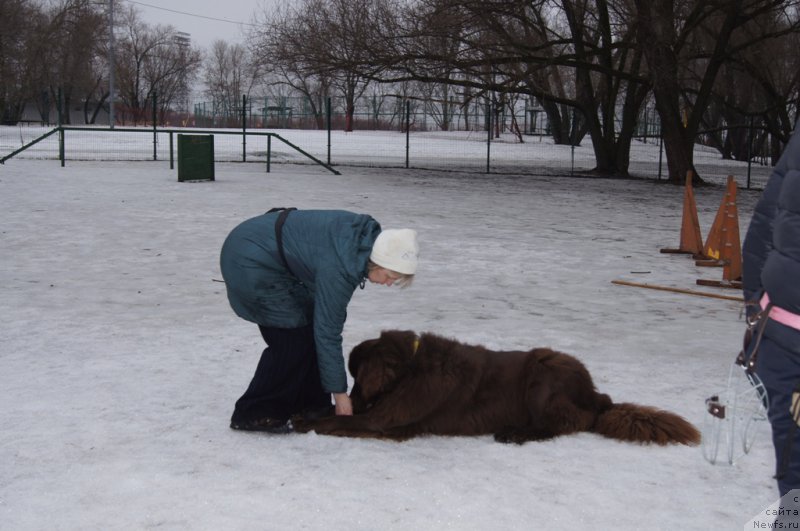 Фото: Natal'ya Smazchikova (Наталья Смазчикова), ньюфаундленд Feerichnaja Fortunatussi s Berega Dona (Фееричная Фортунатусси с Берега Дона)