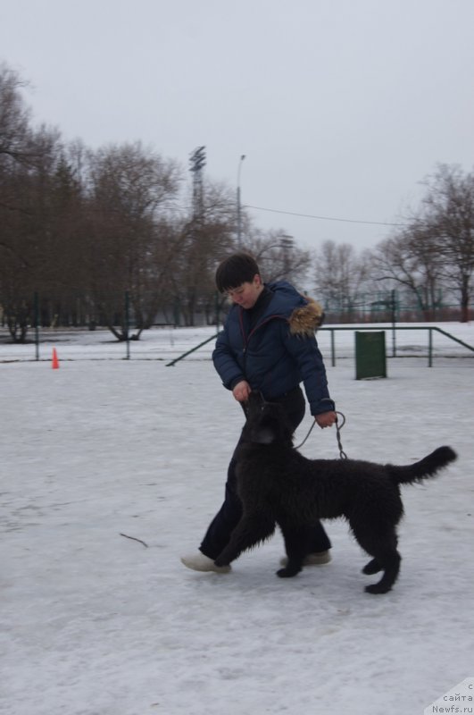 Фото: ньюфаундленд Angel Khranitel Gruffidd (Ангел Хранитель Граффидд), Лена