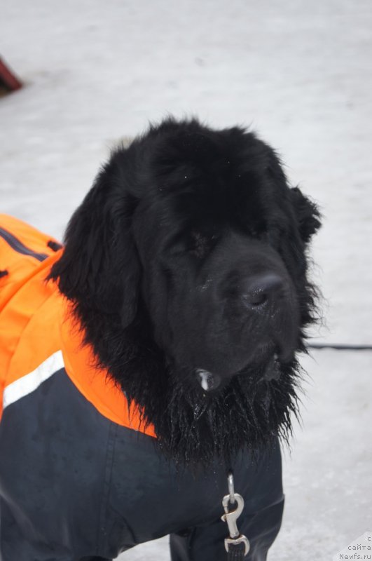 Фото: ньюфаундленд Belkonder-Club Ugli-Boogli (Белкондер-Клаб Угли-Бугли)