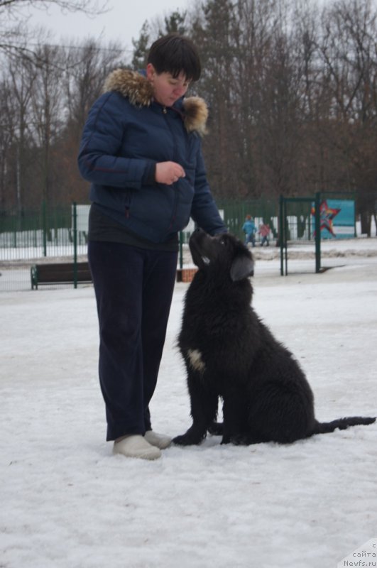 Фото: ньюфаундленд Angel Khranitel Gruffidd (Ангел Хранитель Граффидд), Лена