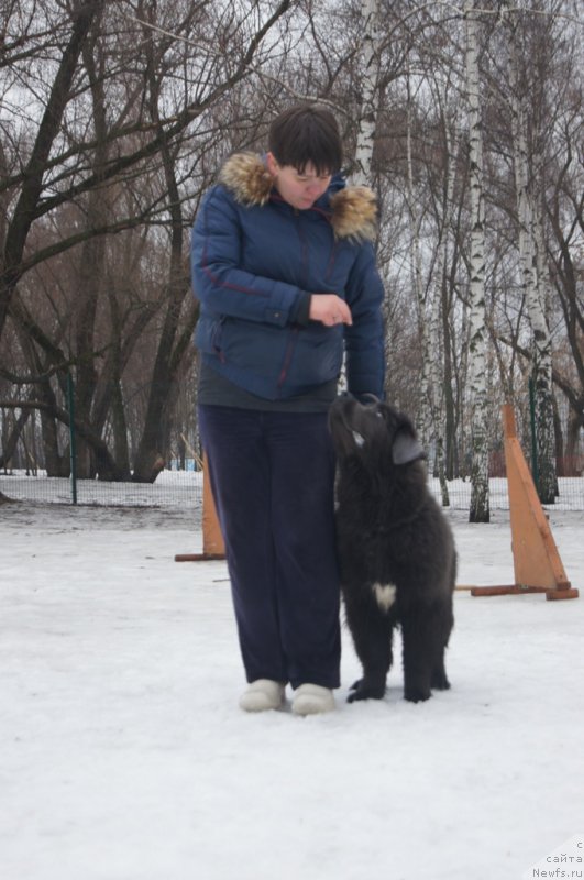 Фото: ньюфаундленд Angel Khranitel Gruffidd (Ангел Хранитель Граффидд), Лена