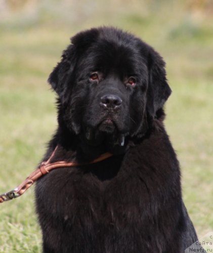 Фото: ньюфаундленд Eppl Blossom s Berega Dona (Эппл Блоссом с Берега Дона)