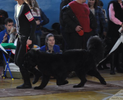 Фото: ньюфаундленд Eppl Blossom s Berega Dona (Эппл Блоссом с Берега Дона)