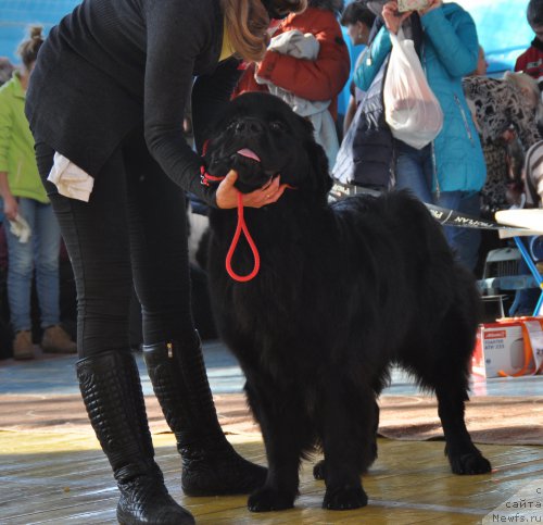Фото: ньюфаундленд Eppl Blossom s Berega Dona (Эппл Блоссом с Берега Дона)