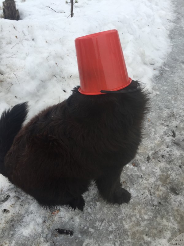 Фото: ньюфаундленд Eto Schast'e s Berega Dona (Это Счастье с Берега Дона)