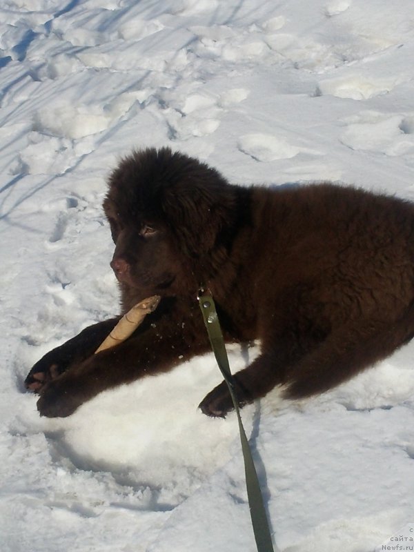 Фото: ньюфаундленд Vereskovyj Mjod s Berega Dona (Вересковый Мёд с Берега Дона)