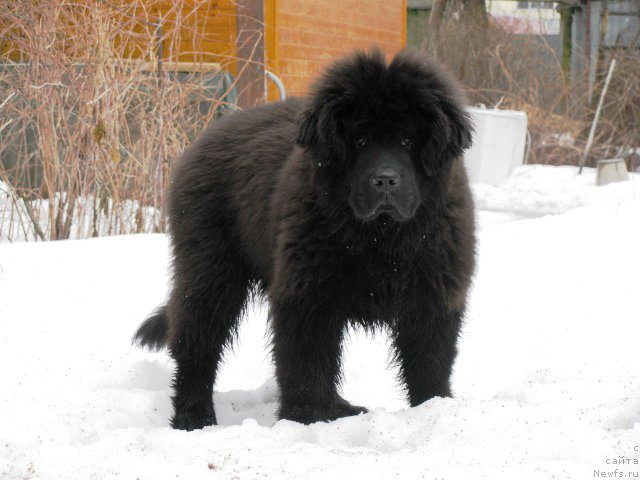 Фото: ньюфаундленд Moya Stihiya Iris Roy Devidson (Моя Стихия Ирис Рой Девидсон)
