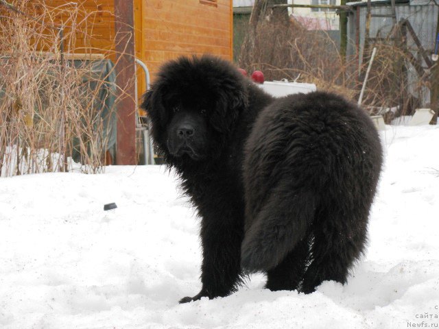 Фото: ньюфаундленд Moya Stihiya Iris Roy Devidson (Моя Стихия Ирис Рой Девидсон)
