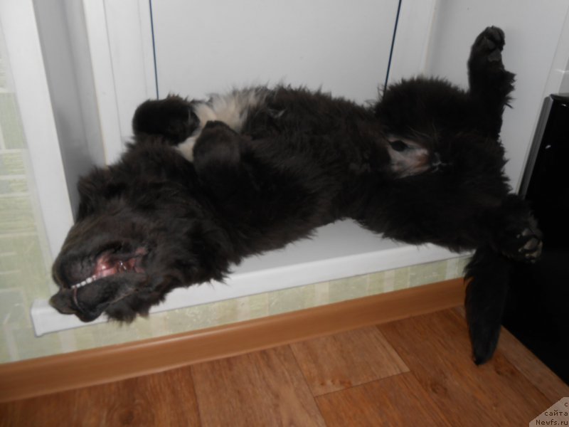 Фото: ньюфаундленд Angel Khranitel Gruffidd (Ангел Хранитель Граффидд)