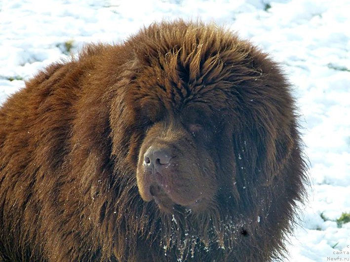 Фото: ньюфаундленд Hello I am Czar s Berega Dona (Хелло Ай Эм Царь с Берега Дона)