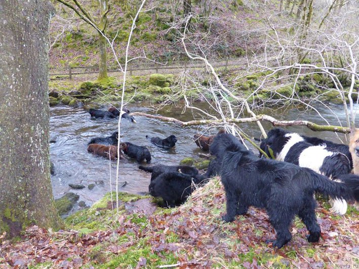 Фото: ньюфаундленд Hello I am Czar s Berega Dona (Хелло Ай Эм Царь с Берега Дона)