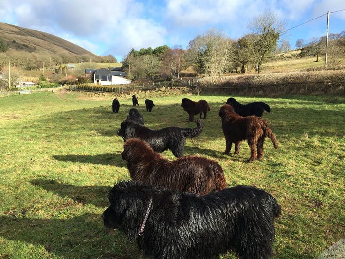 Фото: ньюфаундленд Hello I am Czar s Berega Dona (Хелло Ай Эм Царь с Берега Дона)