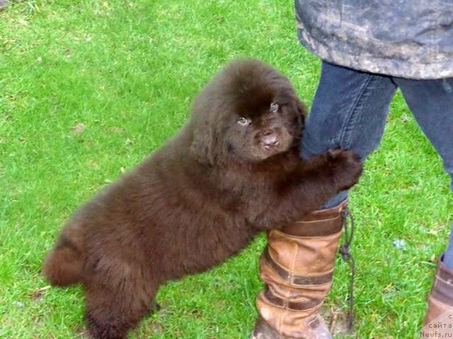 Фото: щенок, от, ньюфаундленд Hello I am Czar s Berega Dona (Хелло Ай Эм Царь с Берега Дона)