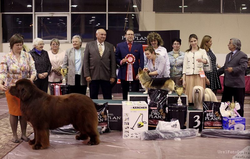 Фото: ньюфаундленд Aquatoriya Kelvin Rise After Me (Акватория Келвин Райз Афтэ Ми)