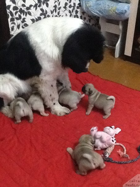 Фотография № 176197