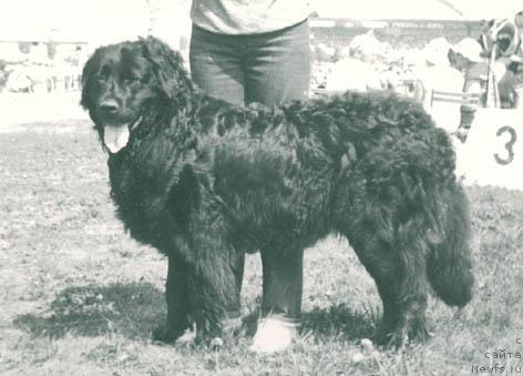 Фото: ньюфаундленд Sandra Los (Сандра Лос)