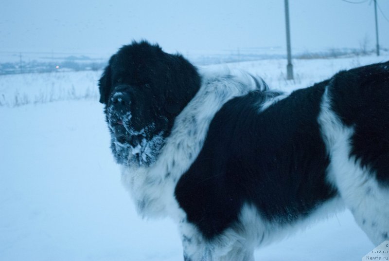 Фотография № 176200