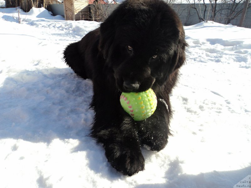 Фото: ньюфаундленд Gran Pri Tol'yatti Turandot (Гран При Тольятти Турандот)