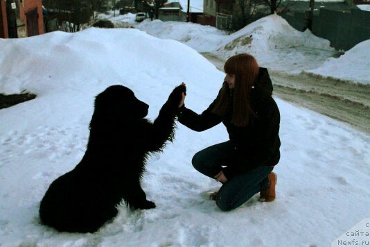 Фото: Dar'ya Evteeva (Дарья Евтеева), ньюфаундленд Gran Pri Tol'yatti Turandot (Гран При Тольятти Турандот)