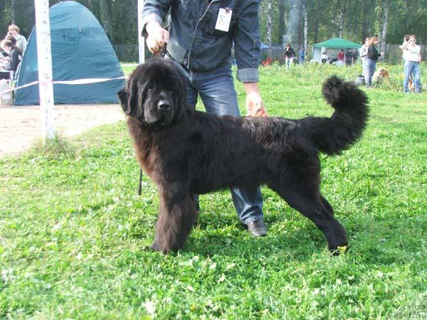 Фото: ньюфаундленд Plushevaya Panda King of Helluland (Плюшевая Панда Кинг Оф Хеллуланд)