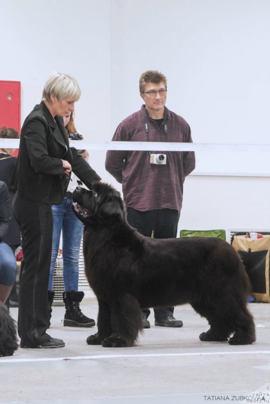Фото: Nina Bazulina (Нина Базулина), ньюфаундленд S'Nezhnaya Vjuga Amorone Sartori (С'Нежная Вьюга Амороне Сартори)