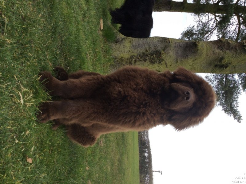 Фото: ньюфаундленд Nobl King May Lord Simba (Нобл Кинг Май Лорд Симба)