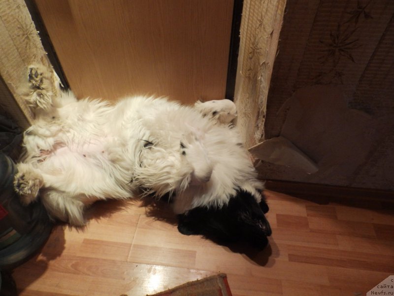 Фото: ньюфаундленд Super Bizon Kuba (Супер Бизон Куба)