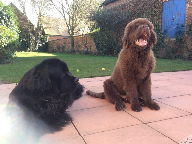 Фото: ньюфаундленд Seashanty First Admiral, ньюфаундленд Nobl King May Lord Simba (Нобл Кинг Май Лорд Симба)