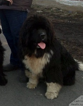 Фото: ньюфаундленд Super Premium Rio de Janeiro (Супер Премиум Рио де Жанейро)