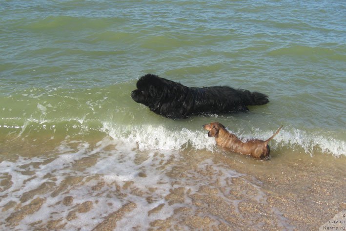 Фото: ньюфаундленд Dodger ot Sibirskogo Medvedja (Доджер от Сибирского Медведя), и Люся