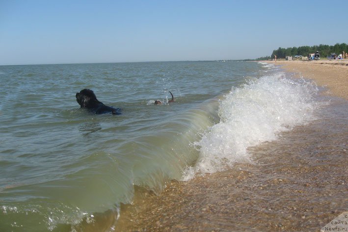 Фото: Люся, и, ньюфаундленд Dodger ot Sibirskogo Medvedja (Доджер от Сибирского Медведя)