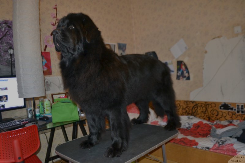 Фотография № 176247