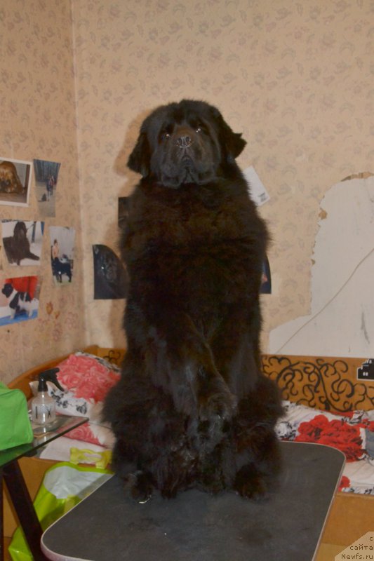 Фотография № 176248