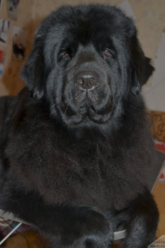 Фотография № 176249