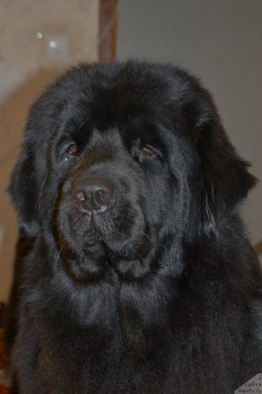 Фото: ньюфаундленд Lepestok Lilii (Лепесток Лилии)