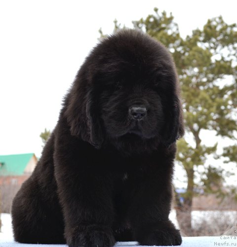 Фотография № 176252