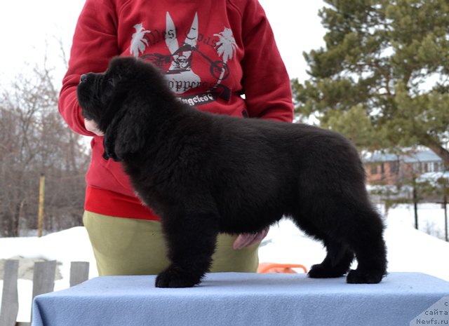 Фотография № 176254