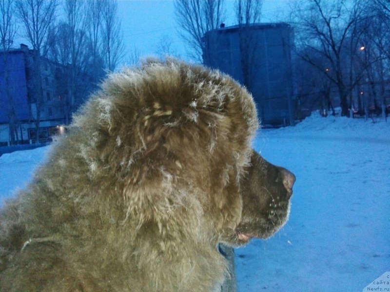 Фото: ньюфаундленд Vereskovyj Mjod s Berega Dona (Вересковый Мёд с Берега Дона)