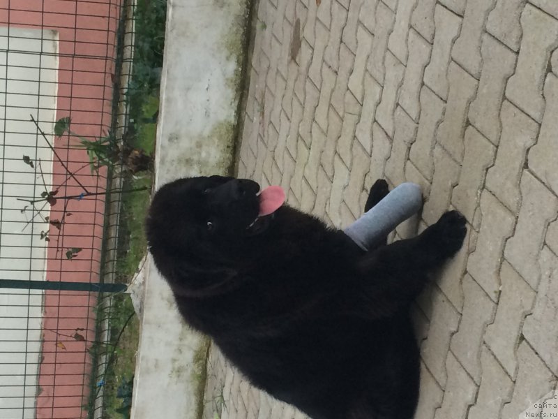 Фото: ньюфаундленд Brownblood MSK Harita Havva (Браунблад МСК Харита Хавва)