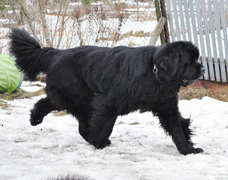 Фото: ньюфаундленд Beguschaya po Volnam Shaman (Бегущая по Волнам Шаман)