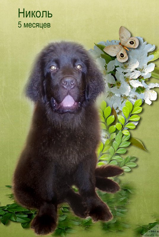 Фото: ньюфаундленд Nikol Gold Star (Николь Голд Стар)