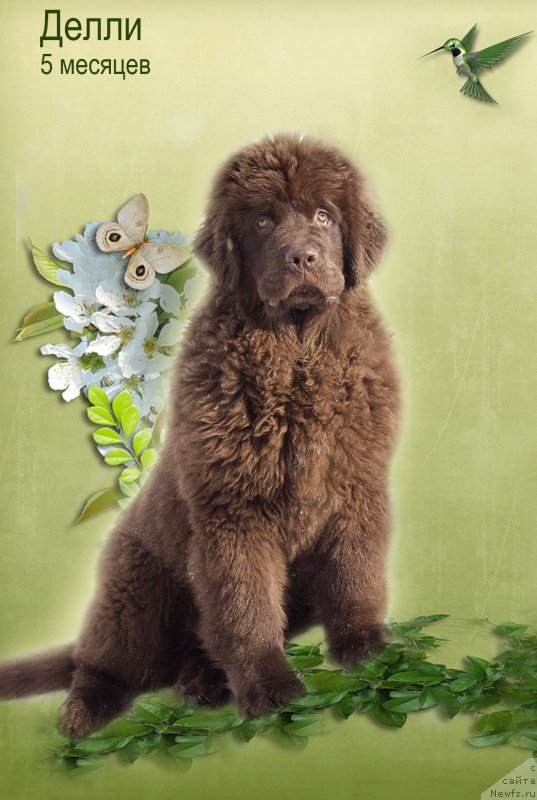 Фото: ньюфаундленд Naomi Tagoliri for Brouwnblood (Наоми Таголири фор Браунблад)